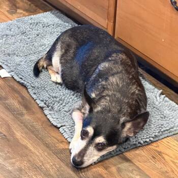 Terrier Dogs Available for Adoption in San Diego, California - Josie | PetCurious