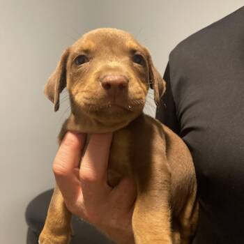 Phee-bo -  Schnauzer and Doberman Pinscher Dog for Adoption in Davie, Florida - Phee-bo | PetCurious