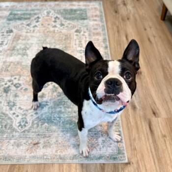 Thor Goodwin Good Time Cutie -  Boston Terrier and Bulldog Dog for Adoption in Friendswood, Texas - Thor Goodwin Good Time Cutie | PetCurious