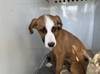 Boxer and Mixed Breed Dogs Available for Adoption in Modesto, California - PIXIE | PetCurious