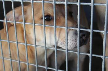 Rescue Shepherd and Husky Dogs for Adoption in Yucca Valley, California - Stacey | PetCurious