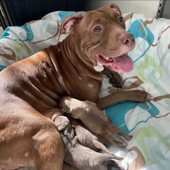 Cocoa -  Pit Bull Terrier Dog for Adoption in Milan, Illinois - Cocoa | PetCurious