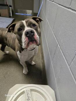 Mixed Breed Dogs Available for Adoption in Jacksonville, Florida - AKIRO | PetCurious