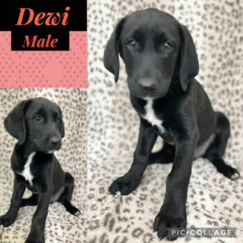 Hound Dogs Available for Adoption - Dewi | PetCurious
