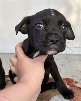 Labrador Retriever Dogs Available for Adoption - A372575 | PetCurious