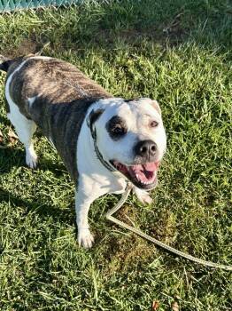 Rescue American Bulldog Dogs for Adoption in Myerstown, Pennsylvania - Tabletop | PetCurious