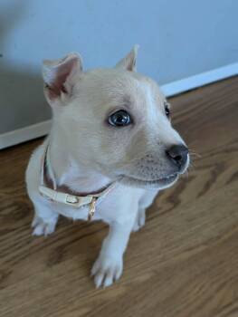 Clementine -  Pit Bull Terrier Dog for Adoption in Fort Wayne, Indiana - Clementine | PetCurious