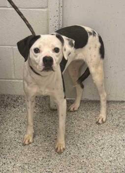 Mixed Breed Dogs Available for Adoption in Kansas City, Missouri - Patricia | PetCurious