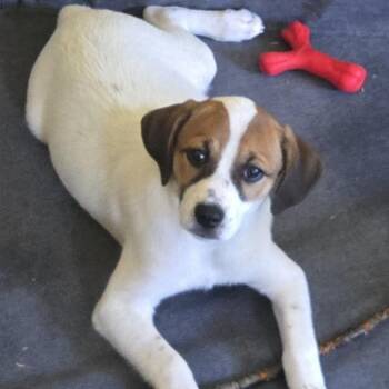 Dot -  Mixed Breed Dog for Adoption in Corbin, Kentucky - Dot | PetCurious