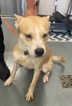 Rescue Labrador Retriever and Husky Dogs for Adoption in Baytown, Texas - BAYLAR | PetCurious