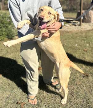 Rescue Labrador Retriever Dogs for Adoption in Seneca, South Carolina - Josie | PetCurious