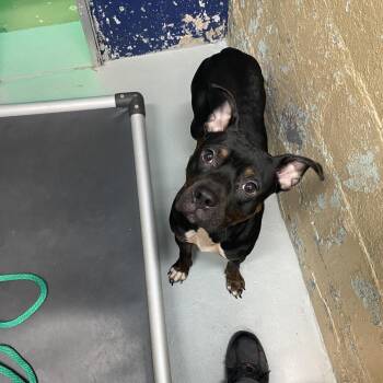 Midnight -  Pit Bull Terrier Dog for Adoption in Newark, New Jersey - Midnight | PetCurious