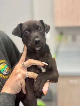 Astro -  Labrador Retriever and Mixed Breed Dog for Adoption in Chillicothe, Ohio - Astro | PetCurious