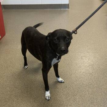 Baxter -  Chihuahua and French Bulldog Dog for Adoption in Council Bluffs, Iowa - Baxter | PetCurious