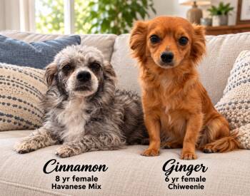 CINNAMON - 8 YR FEM HAVANESE MIX & GINGER 6 - YR FEM CHIWEENIE - -  Havanese and Chiweenie Dog for Adoption in Mesa, Arizona - CINNAMON - 8 YR FEM HAVANESE MIX & GINGER 6 - YR FEM CHIWEENIE - | PetCurious