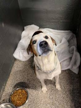 Roscoe -  Pit Bull Terrier and Hound Dog Available for Adoption in Parsons, West Virginia - Roscoe | PetCurious