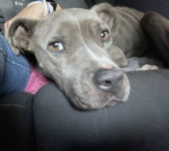 Rescue Mixed Breed Dogs for Adoption in Covington, Louisiana - Draven | PetCurious