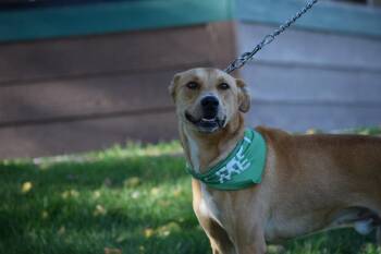 Trigger -  Labrador Retriever and Shepherd Dog for Adoption in Salmon, Idaho - Trigger | PetCurious