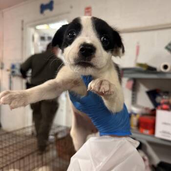 Charleigh -  Shepherd and Mixed Breed Dog Available for Adoption in Edinburg, Texas - Charleigh | PetCurious