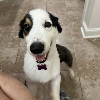 Corgi Dogs Available for Adoption - John Anderson | PetCurious