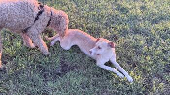 Rescue Yellow Labrador Retriever Dogs for Adoption in Pottsboro, Texas - Boo | PetCurious