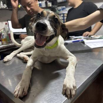 Tia -  Mixed Breed Dog for Adoption in Bend, Oregon - Tia | PetCurious