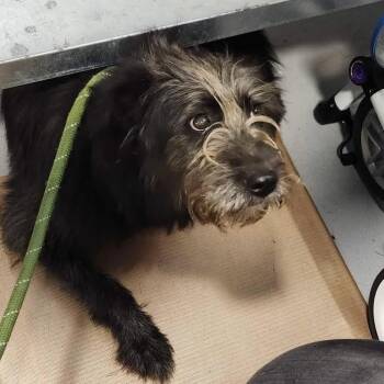 Loofah -  Mixed Breed Dog for Adoption in Aldie, Virginia - Loofah | PetCurious