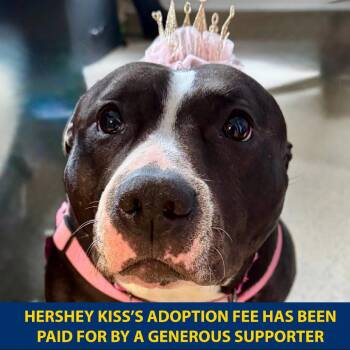 Hershey Kiss -  Mixed Breed Dog for Adoption in Wantagh, New York - Hershey Kiss | PetCurious