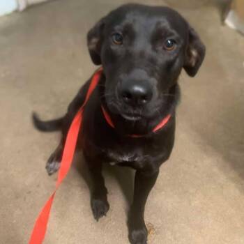 Pickle Pop -  Black Labrador Retriever and Australian Cattle Dog Blue Heeler Dog for Adoption in Beaumont, Texas - Pickle Pop | PetCurious