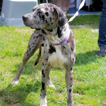 CT Gargoyle -  Great Dane and Mixed Breed Dog for Adoption in Stormville, New York - CT Gargoyle | PetCurious