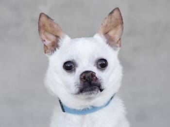 Kay -  Mixed Breed Dog for Adoption in Longmont, Colorado - Kay | PetCurious