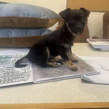 Rescue Chihuahua and Terrier Dogs for Adoption in Bonifay, Florida - Sophie | PetCurious