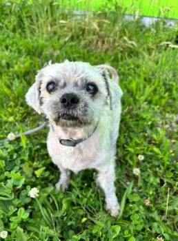 Tanzanite -  Shih Tzu Dog for Adoption in Brunswick, Ohio - Tanzanite | PetCurious