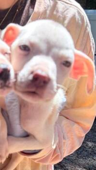 Courtney (GA) -  Pit Bull Terrier Dog for Adoption in New York, New York - Courtney (GA) | PetCurious