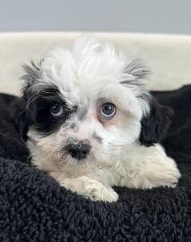 Shih Poo Dogs Available for Adoption - Thumper  | PetCurious