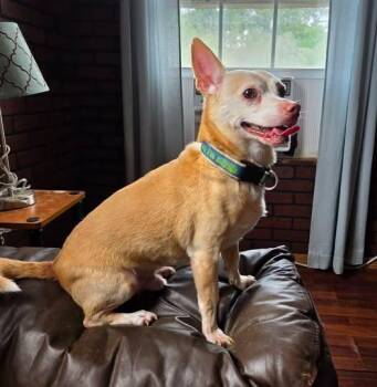 Nacho -  Chihuahua Dog for Adoption in Hammond, Louisiana - Nacho | PetCurious