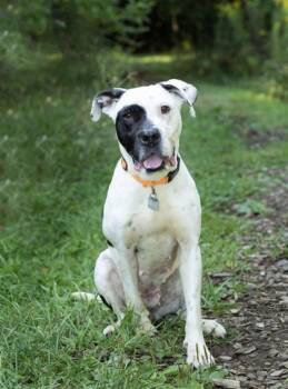 Sincere -  Mixed Breed Dog for Adoption in Hamilton, Ohio - Sincere | PetCurious