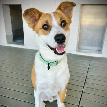 Buddy -  Mixed Breed Dog for Adoption in Englewood, Florida - Buddy | PetCurious