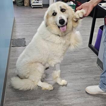 Rescue Great Pyrenees Dogs for Adoption in Camden, Delaware - Montana | PetCurious