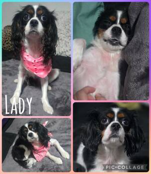 Cavalier King Charles Spaniel Dogs Available for Adoption - Lady | PetCurious