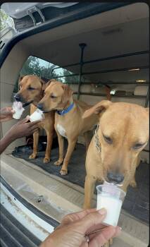 Rescue Labrador Retriever and Pit Bull Terrier Dogs for Adoption - ROSIE POSIE THE SWEETIE PIE!!! | PetCurious