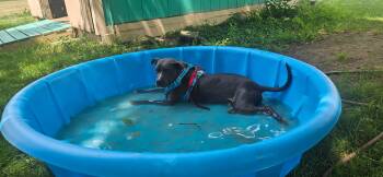Blue -  Pit Bull Terrier Dog for Adoption in Troy, Michigan - Blue | PetCurious