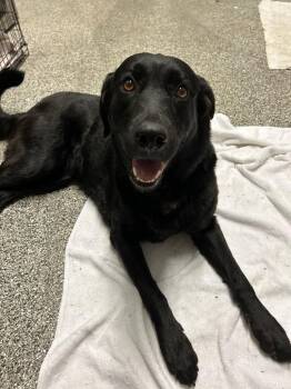 Ellie -  Labrador Retriever Dog for Adoption in Austin, Texas - Ellie | PetCurious