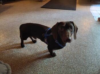 Rudy -  Dachshund Dog for Adoption in Grant, Alabama - Rudy | PetCurious