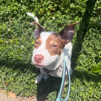Pancake -  Australian Kelpie and Mixed Breed Dog for Adoption in Wilmington, Delaware - Pancake | PetCurious