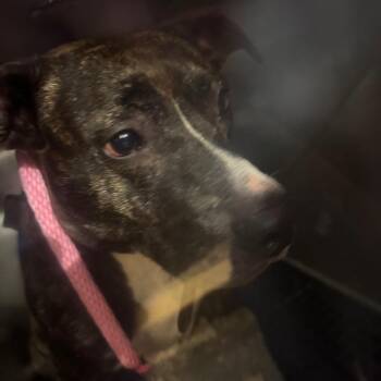 Fiona -  Pit Bull Terrier Dog for Adoption in Philadelphia, Pennsylvania - Fiona | PetCurious