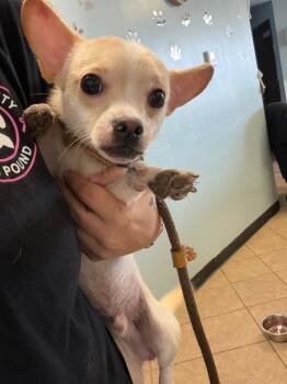 Chucky -  Chihuahua Dog for Adoption in Marion, Ohio - Chucky | PetCurious