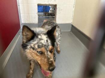 Australian Cattle Dog Blue Heeler and Mixed Breed Dogs Available for Adoption - ARLO | PetCurious