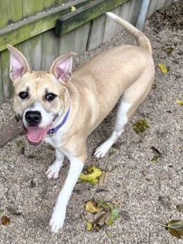 Rescue Terrier and Mixed Breed Dogs for Adoption in New Orleans, Louisiana - Poundcake | PetCurious