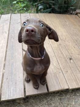 German Shorthaired Pointer Dogs Available for Adoption in Newnan, Georgia - Cinnamon | PetCurious
